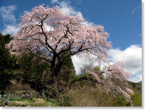 「黒船桜」（南信州清内路）